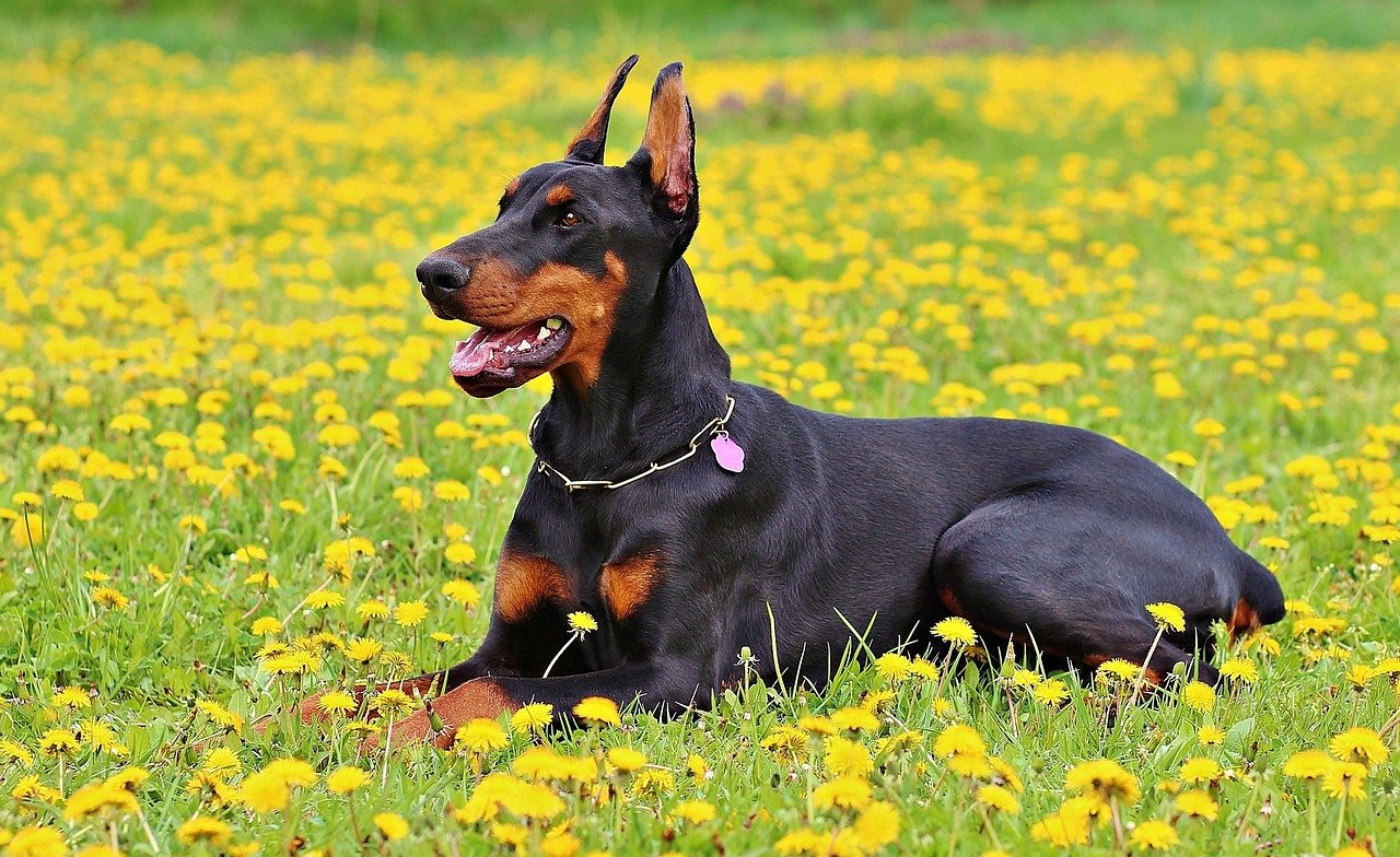 doberman, dog, pet