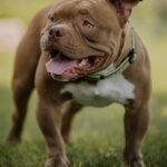 Pitbull Dog on Grass