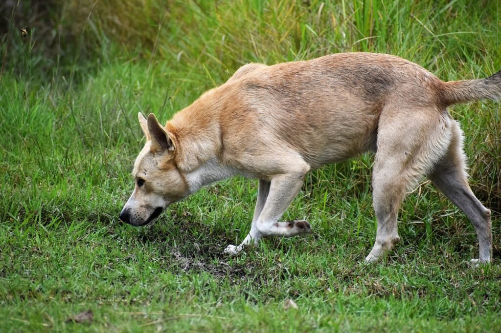 dog, pet, animal